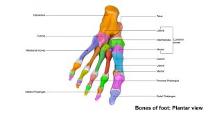 Anatomie du pied - Clinique du pied